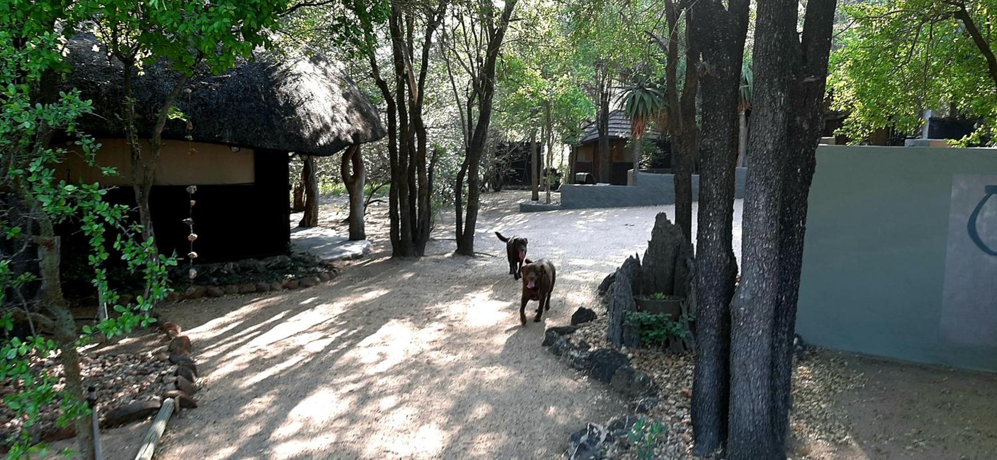 Off Beat Safaris Bush Lodge Hoedspruit Εξωτερικό φωτογραφία